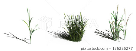wild field grass with a shadow under it, isolated on a transparent background, 3D illustration, cg render wild field grass with a shadow under it, isolated on a transparent background, 3D illustration, cg render 126286277