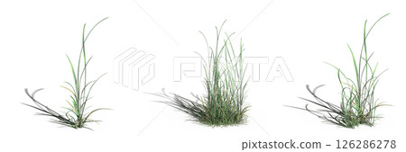 wild field grass with a shadow under it, isolated on a transparent background, 3D illustration, cg render wild field grass with a shadow under it, isolated on a transparent background, 3D illustration, cg render 126286278