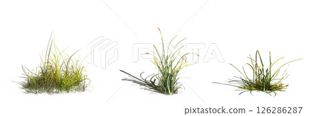 wild field grass with a shadow under it, isolated on a transparent background, 3D illustration, cg render wild field grass with a shadow under it, isolated on a transparent background, 3D illustration, cg render 126286287