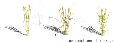 wild field grass with a shadow under it, isolated on a transparent background, 3D illustration, cg render wild field grass with a shadow under it, isolated on a transparent background, 3D illustration, cg render 126286298