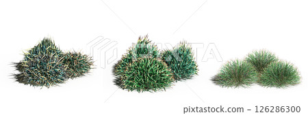 wild field grass with a shadow under it, isolated on a transparent background, 3D illustration, cg render wild field grass with a shadow under it, isolated on a transparent background, 3D illustration, cg render 126286300