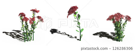 wild field grass with a shadow under it, isolated on a transparent background, 3D illustration, cg render 126286306