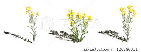 wild field grass with a shadow under it, isolated on a transparent background, 3D illustration, cg render wild field grass with a shadow under it, isolated on a transparent background, 3D illustration, cg render 126286311