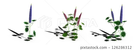 wild field grass with a shadow under it, isolated on a transparent background, 3D illustration, cg render wild field grass with a shadow under it, isolated on a transparent background, 3D illustration, cg render 126286312