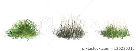 wild field grass with a shadow under it, isolated on a transparent background, 3D illustration, cg render wild field grass with a shadow under it, isolated on a transparent background, 3D illustration, cg render 126286313
