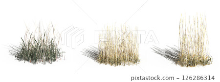 wild field grass with a shadow under it, isolated on a transparent background, 3D illustration, cg render wild field grass with a shadow under it, isolated on a transparent background, 3D illustration, cg render 126286314
