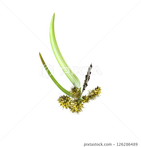 wild field grass, top view, isolated on a transparent background, 3D illustration, cg render wild field grass, top view, isolated on a transparent background, 3D illustration, cg render 126286489