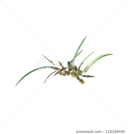 wild field grass, top view, isolated on a transparent background, 3D illustration, cg render wild field grass, top view, isolated on a transparent background, 3D illustration, cg render 126286490
