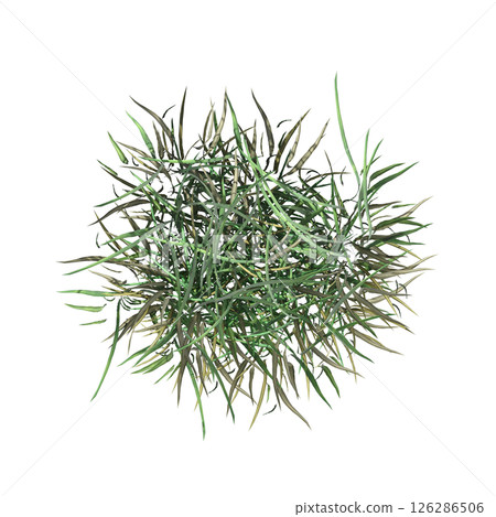 wild field grass, top view, isolated on a transparent background, 3D illustration, cg render wild field grass, top view, isolated on a transparent background, 3D illustration, cg render 126286506