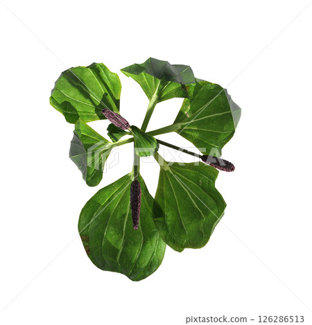 wild field grass, top view, isolated on a transparent background, 3D illustration, cg render 126286513