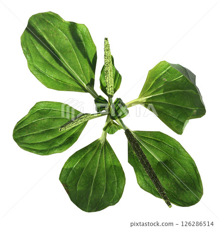 wild field grass, top view, isolated on a transparent background, 3D illustration, cg render 126286514