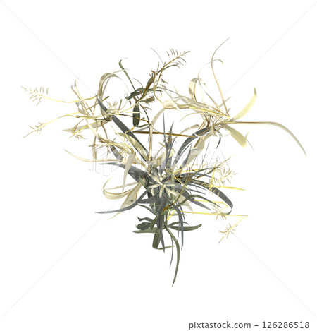 wild field grass, top view, isolated on a transparent background, 3D illustration, cg render 126286518