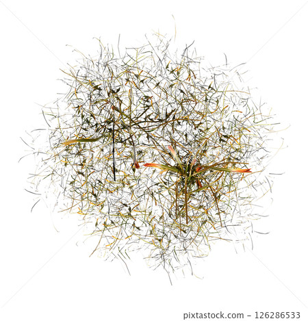 wild field grass, top view, isolated on a transparent background, 3D illustration, cg render wild field grass, top view, isolated on a transparent background, 3D illustration, cg render 126286533