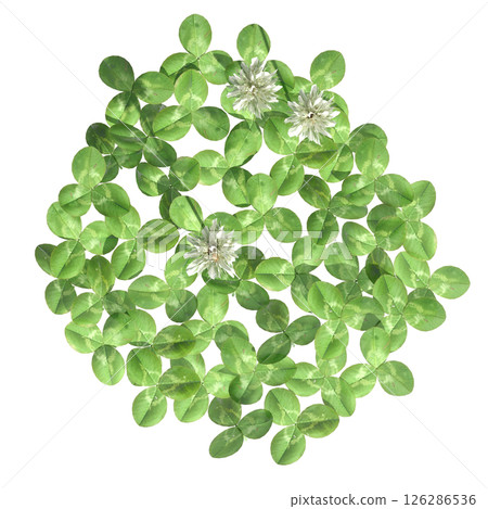 wild field grass, top view, isolated on a transparent background, 3D illustration, cg render 126286536