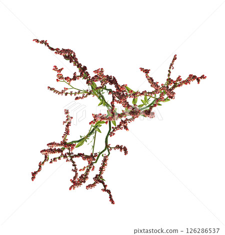 wild field grass, top view, isolated on a transparent background, 3D illustration, cg render 126286537