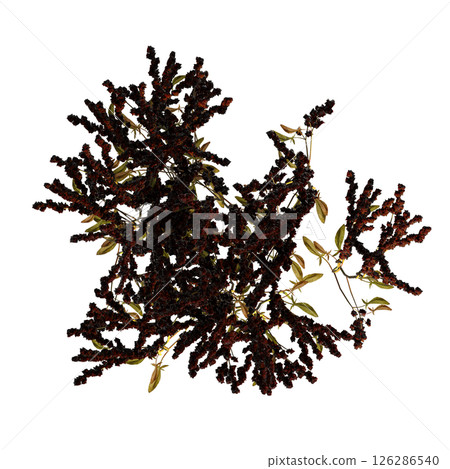 wild field grass, top view, isolated on a transparent background, 3D illustration, cg render wild field grass, top view, isolated on a transparent background, 3D illustration, cg render 126286540