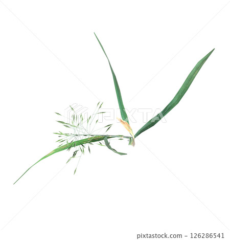 wild field grass, top view, isolated on a transparent background, 3D illustration, cg render wild field grass, top view, isolated on a transparent background, 3D illustration, cg render 126286541