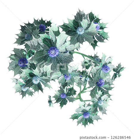 wild field grass, top view, isolated on a transparent background, 3D illustration, cg render wild field grass, top view, isolated on a transparent background, 3D illustration, cg render 126286546