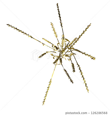 wild field grass, top view, isolated on a transparent background, 3D illustration, cg render 126286568