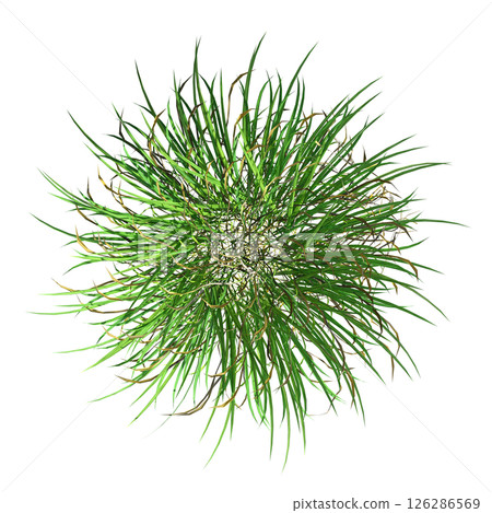 wild field grass, top view, isolated on a transparent background, 3D illustration, cg render wild field grass, top view, isolated on a transparent background, 3D illustration, cg render 126286569