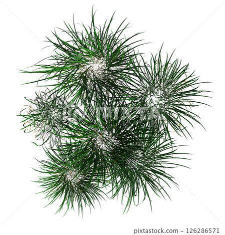 wild field grass, top view, isolated on a transparent background, 3D illustration, cg render 126286571
