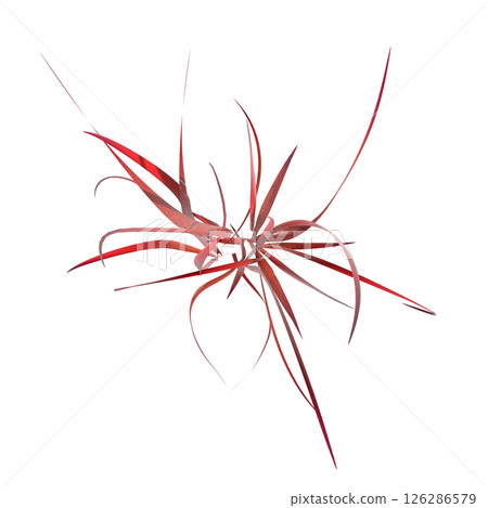 wild field grass, top view, isolated on a transparent background, 3D illustration, cg render wild field grass, top view, isolated on a transparent background, 3D illustration, cg render 126286579