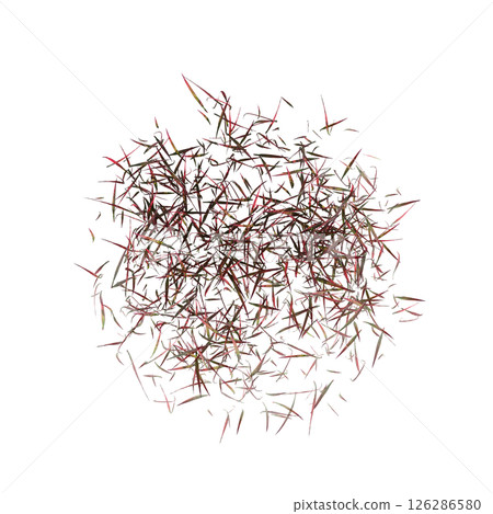 wild field grass, top view, isolated on a transparent background, 3D illustration, cg render 126286580