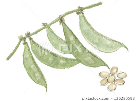 扁豆和豆子用水彩畫 126286598
