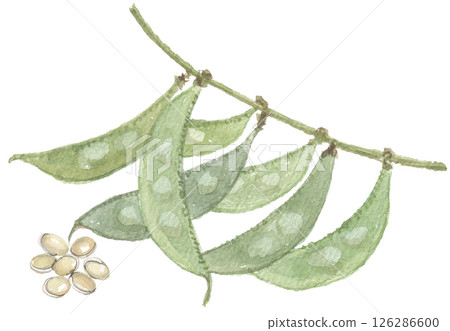 Hyacinth beans and beans painted in watercolor 126286600