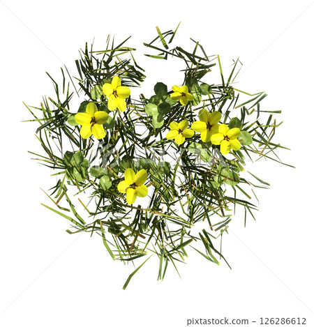 wild field grass, top view, isolated on a transparent background, 3D illustration, cg render 126286612