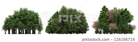 group of trees isolated on a transparent background, big trees in the forest, 3D illustration, cg render 126286719