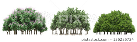 group of trees isolated on a transparent background, big trees in the forest, 3D illustration, cg render group of trees isolated on a transparent background, big trees in the forest, 3D illustration, cg render 126286724