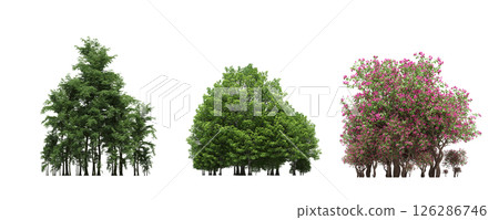 group of trees isolated on a transparent background, big trees in the forest, 3D illustration, cg render group of trees isolated on a transparent background, big trees in the forest, 3D illustration, cg render 126286746