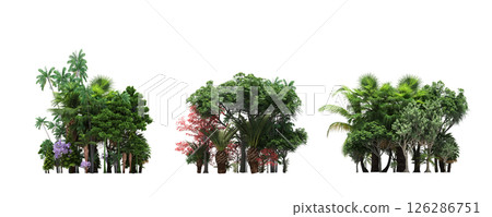 group of trees isolated on a transparent background, big trees in the forest, 3D illustration, cg render group of trees isolated on a transparent background, big trees in the forest, 3D illustration, cg render 126286751