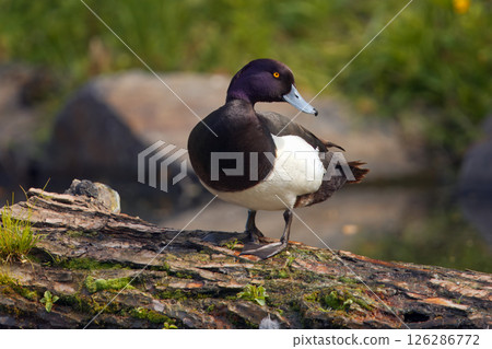 Tufted Male Duck Perched on a Fallen Log in a Serene Environment Tufted Male Duck Perched on a Fallen Log in a Serene Environment 126286772