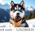 A close-up portrait of a striking Siberian Husky holding a chocolate ice cream cone in its mouth. The dog features captivating bright blue eyes, classic black, brown. 126286830