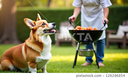 An attentive Welsh Corgi with bright orange and white fur sits on a lush green lawn, looking up expectantly with bright blue eyes and an open-mouthed smile. 126286854