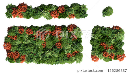 group of trees isolated on a transparent background, big trees in the forest, 3D illustration, cg render 126286887