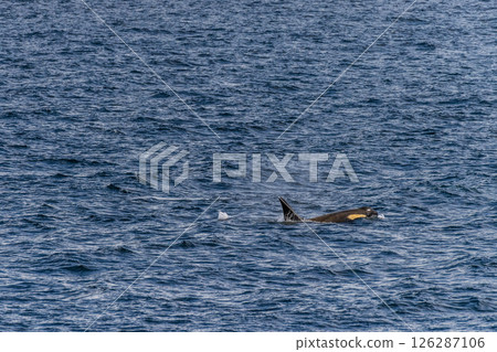 Killer whales in the Antarctic Killer whales in the Antarctic 126287106