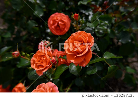 Roses Roses 126287123