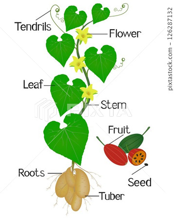 Parts of tladianta dubious plant on a white background. 126287132
