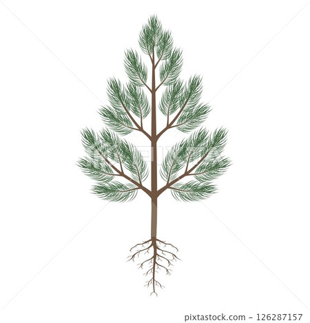 Pine tree with roots on a white background. Pine tree with roots on a white background. 126287157