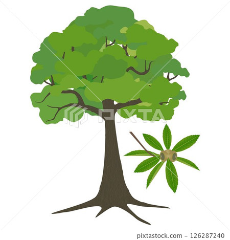 Quercus austrocochinchinensis tree with acorns on a white background. 126287240
