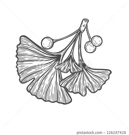 Ginkgo biloba branch with berries in engraving style 126287428