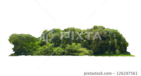 group green tree isolate on white background. Cutout tree line. Row of green trees and shrubs in summer isolated on white background. ForestScene. High quality clipping mask. Forest and green foliage. group green tree isolate on white background. Cutout tree line. Row of green trees and shrubs in summer isolated on white background. ForestScene. High quality clipping mask. Forest and green foliage. 126287561