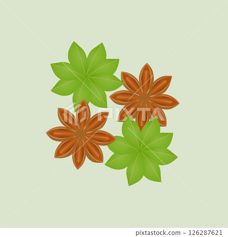 Ripe and unripe star anise fruits on a green background. 126287621