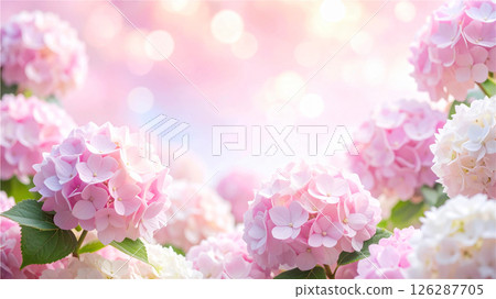 淡粉色繡球花景觀 淡粉色繡球花景觀 126287705