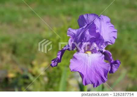 German iris German iris 126287754
