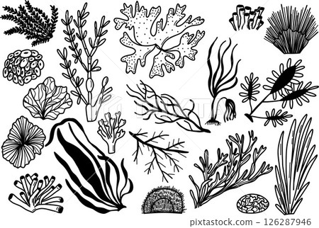 Collection of Black and White Hand-Drawn Marine Plant Illustrations 126287946