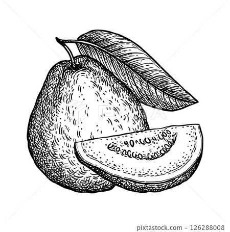 Guava and slice ink sketch Guava and slice ink sketch 126288008